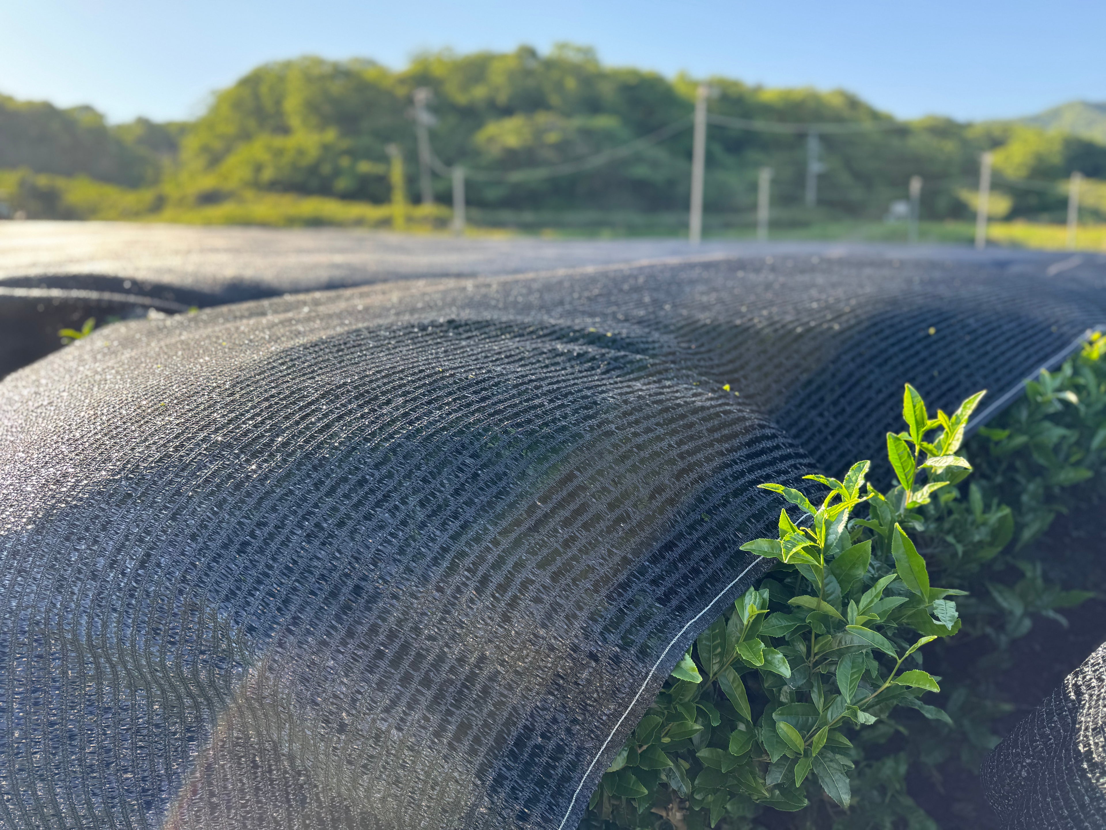 Roll of black plastic sheeting with greenery in the background